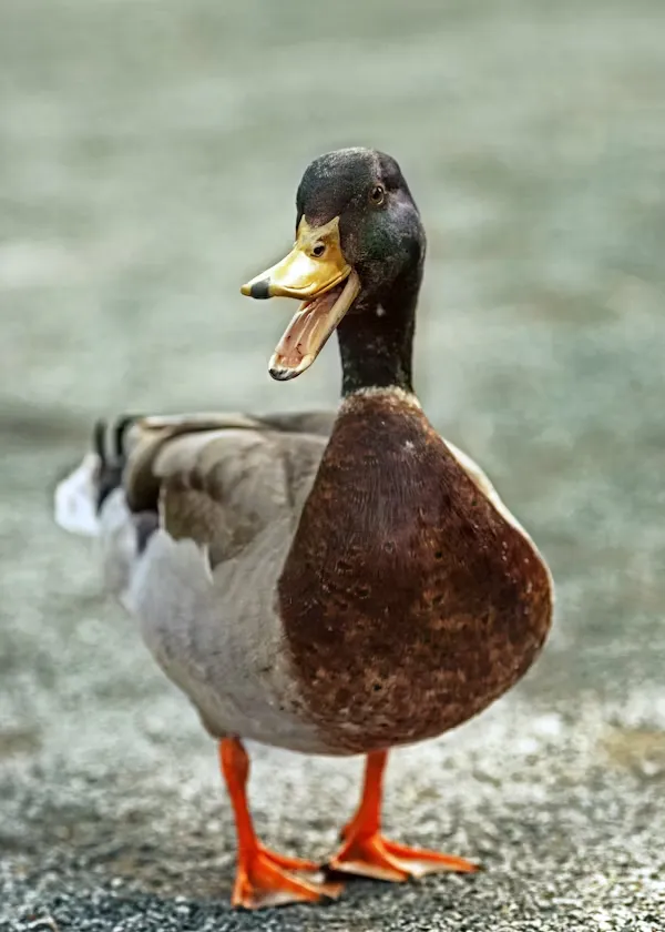 Canard