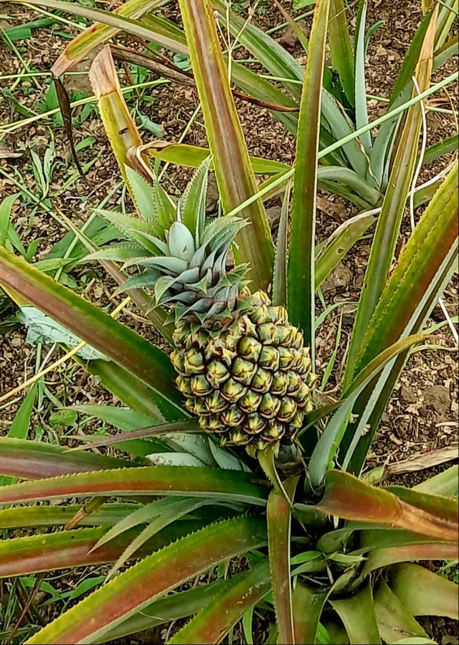 Ananas Victoria